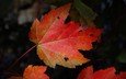 природа, темный фон, кленовый лист, осенние листья