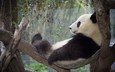 дерево, панда, отдых, бамбуковый медведь, большая панда