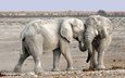 природа, слон, африка, уши, слоны, хобот, намибия
