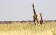 солнце, африка, семья, жираф, дикая природа, жирафы, намибия