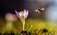 природа, насекомое, цветок, крылья, размытость, пчела, шмель, крокус