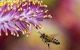 природа, макро, насекомое, цветок, крылья, размытость, пчела