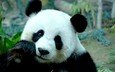 мордочка, взгляд, панда, бамбуковый медведь, большая панда