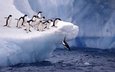 снег, животные, лёд, прыжок, птицы, пингвин, антарктида, дикая природа, пингвины, льдина