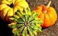 осень, урожай, тыквы, тыква, крупным планом