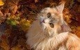 листья, кот, мордочка, усы, кошка, взгляд, осень, котенок, рыжий