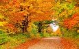 дорога, деревья, природа, листья, ветки, осень, листопад