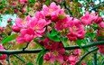 цветы, природа, цветение, ветки, весна, розовые, яблоня