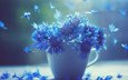 цветы, лепестки, чашка, синие, васильки