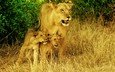 хищник, большая кошка, львы, львята, дикая природа, львица, сухая трава