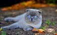 кот, мордочка, кошка, взгляд, голубые глаза, лапки, шотландская вислоухая, осенний лист