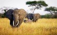слон, уши, слоны, сухая трава, бивни
