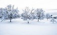деревья, снег, природа, зима, пейзаж, дом