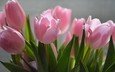 цветы, природа, тюльпаны, розовые