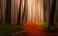 деревья, природа, лес, листья, туман, стволы, осень, тропинка