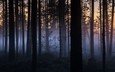 ночь, деревья, природа, лес, туман, стволы