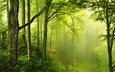 деревья, природа, зелень, лес, пейзаж, туман, мох