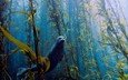 водоросли, тюлень, подводный мир