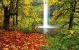 деревья, лес, пейзаж, листва, водопад, осень, папоротник