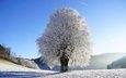небо, снег, природа, дерево, зима, пейзаж, иней