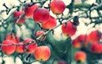 ветки, фрукты, яблоки, осень, размытость, урожай, плоды