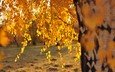 дерево, листья, ветки, осень, береза, солнечный свет