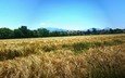 небо, природа, пейзаж, поле, горизонт, пшеница