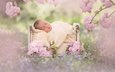 цветы, цветение, ветки, сон, сакура, малыш, младенец, спящий, кроватка