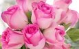 цветы, розы, лепестки, бутон, букет, розовые