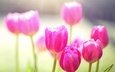 цветы, лепестки, весна, тюльпаны, розовые, тюльпан