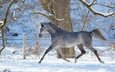 лошадь, снег, зима, движение, профиль, конь, бег, скакун, грация