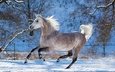 лошадь, снег, зима, конь, грива, бег, копыта, скакун