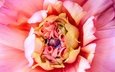 макро, цветок, лепестки, розовый, георгин