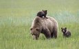 трава, луг, медведи, аляска, медведица, медвежата