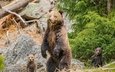 природа, медведь, хищник, семья, медведи, медвежата