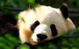 трава, мордочка, листва, панда, сон, спит, бамбуковый медведь, большая панда