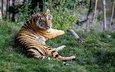 тигр, морда, трава, природа, лапы, лежит, хищник, большая кошка, бенгальский тигр