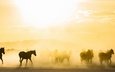 утро, туман, лошади, кони, табун, солнечный свет