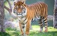 тигр, взгляд, хищник, большая кошка, суматранский тигр