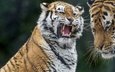 тигр, хищник, большая кошка, зубы