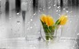 цветы, капли, дождь, тюльпаны, стекло, ваза, желтые