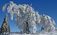 небо, деревья, снег, природа, зима, ветки, иней