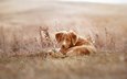 собака, щенок, ретривер, новошотландский ретривер, сухая трава, averyanova anna
