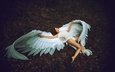девушка, крылья, модель, ангел, ноги, креатив, позирует, леонид мочульский