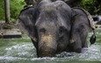 река, слон, таиланд