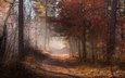 дорога, природа, лес, листья, туман, осень