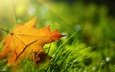 трава, природа, макро, осень, лист, кленовый лист