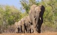 животные, африка, слоны