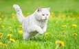 цветы, трава, кошка, одуванчики, белая, британская короткошерстная, британская короткошерстная кошка