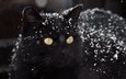 глаза, снег, фон, кот, усы, кошка, взгляд, черный
